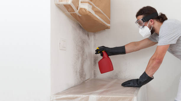 Professional Attic Mold Remediation technician working in Churchville, MD